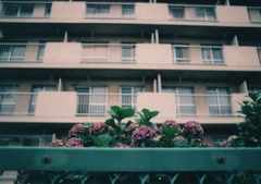 団地前に紫陽花