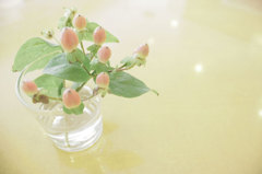 plant in a glass