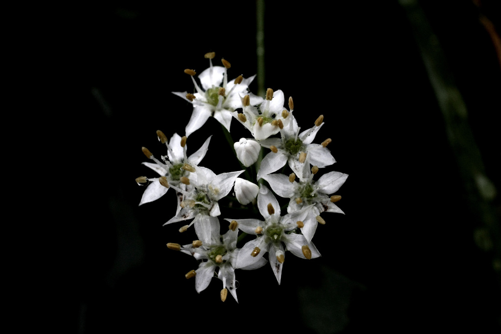 闇中花