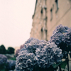 団地の中の紫陽花