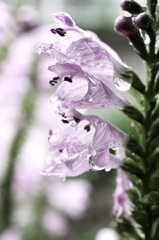 三連花