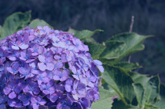 紫陽花