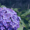 紫陽花