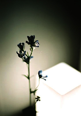 電球に照らされた花
