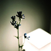 電球に照らされた花