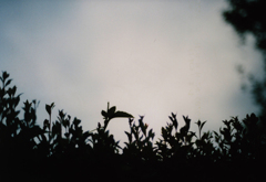 20050604