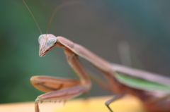 ちょっと通りますよ