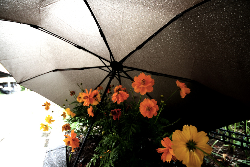 傘下花