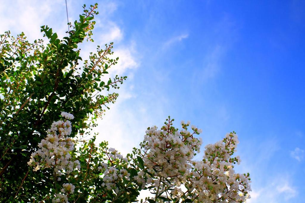 白い花