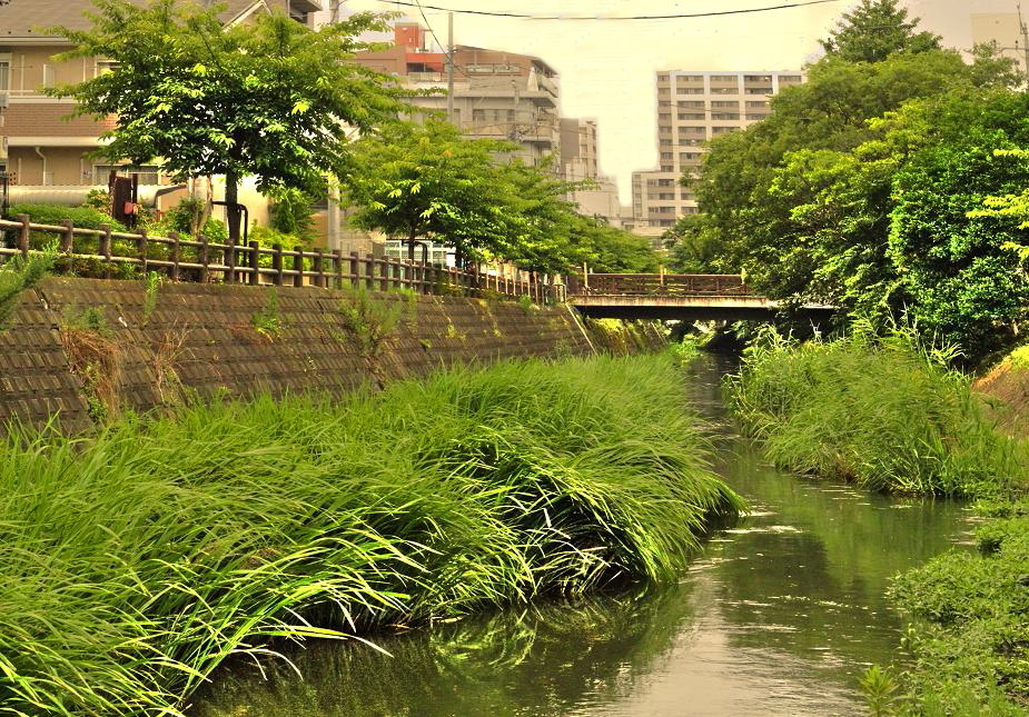 坂川