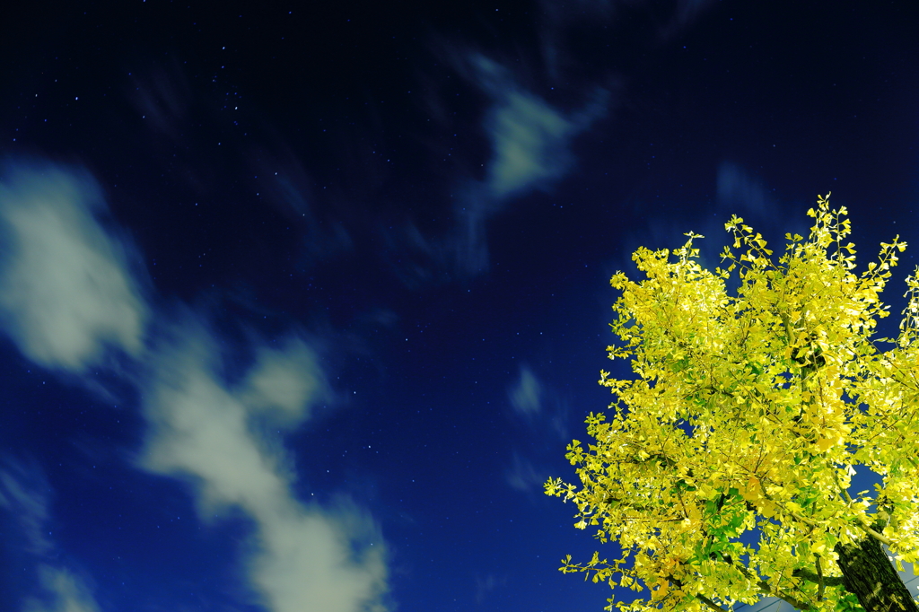 星と夜空と金色のイチョウ