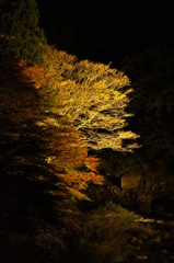 夜の渓谷。奥津渓ライトアップ