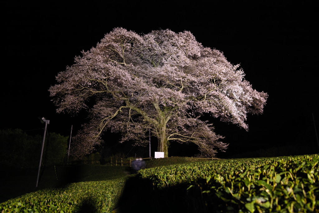 夜桜