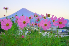 秋桜と