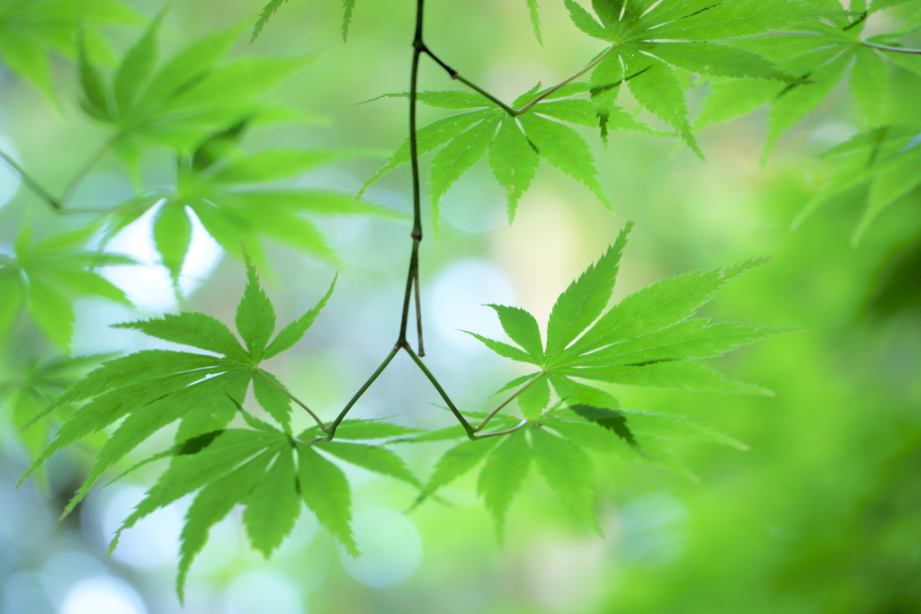 五月緑