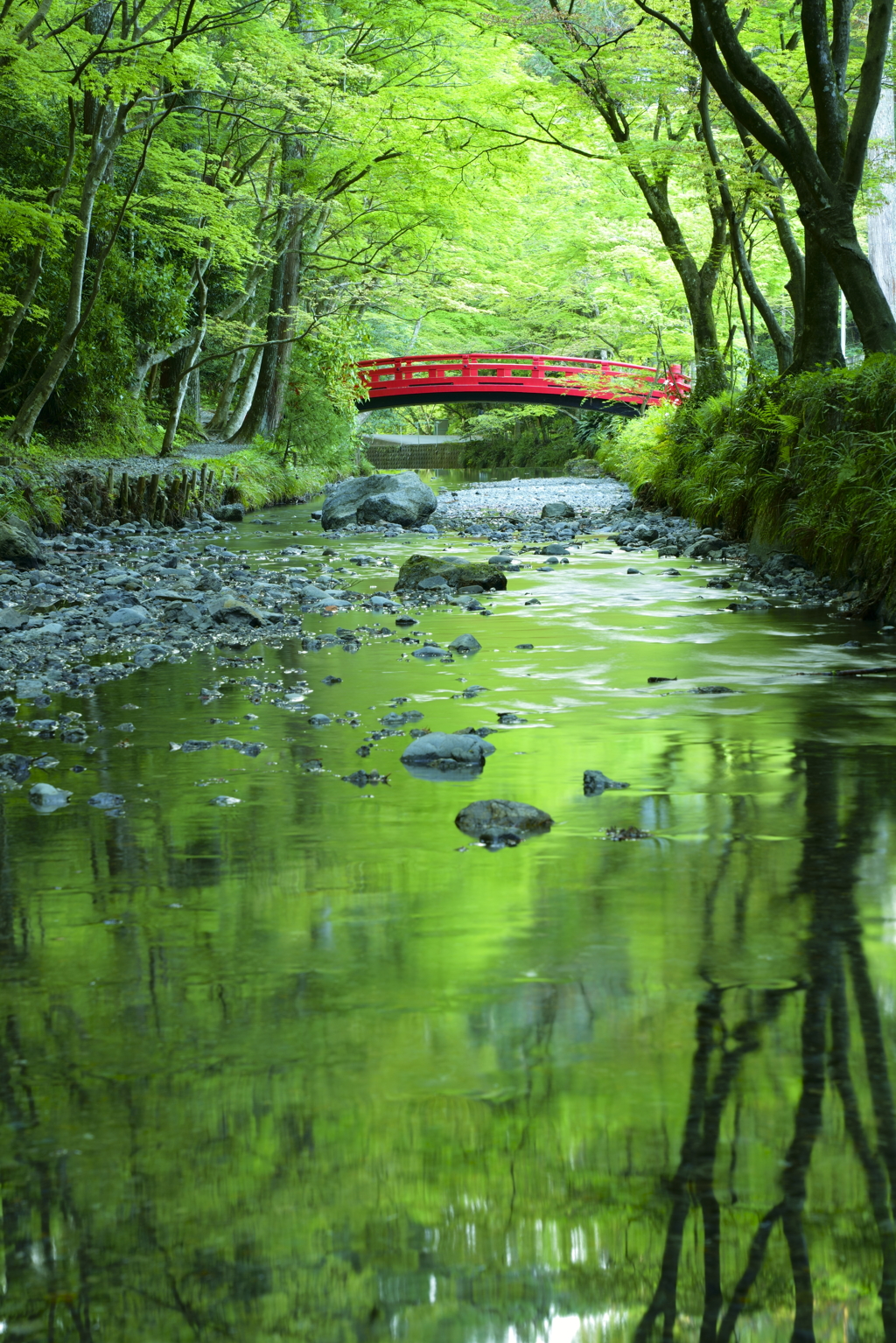 緑の水面