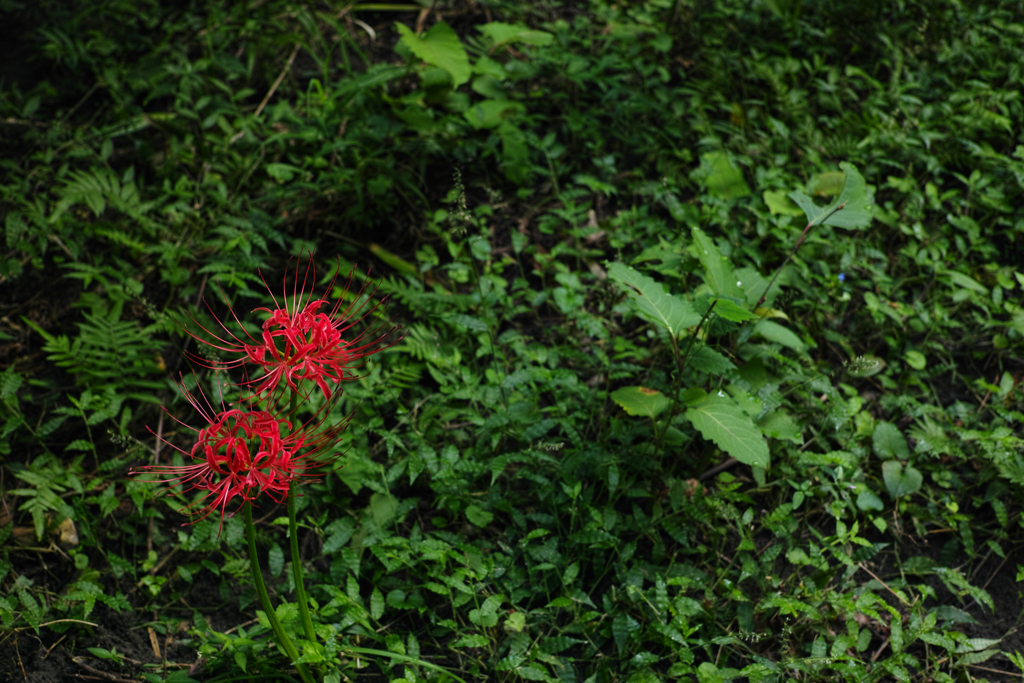 紅二点