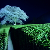 夜桜三部