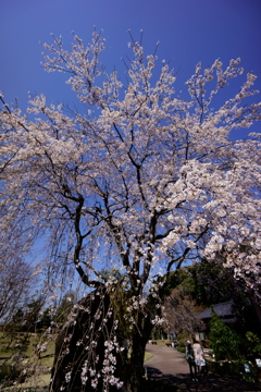 花見日和