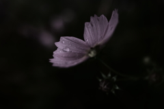 花と雨粒