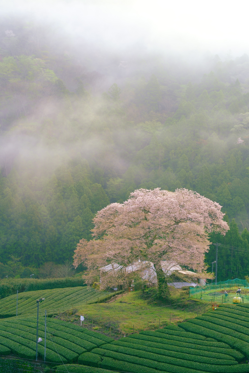 朝霧