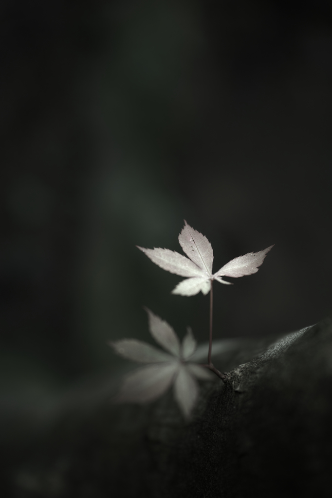 薄明かり