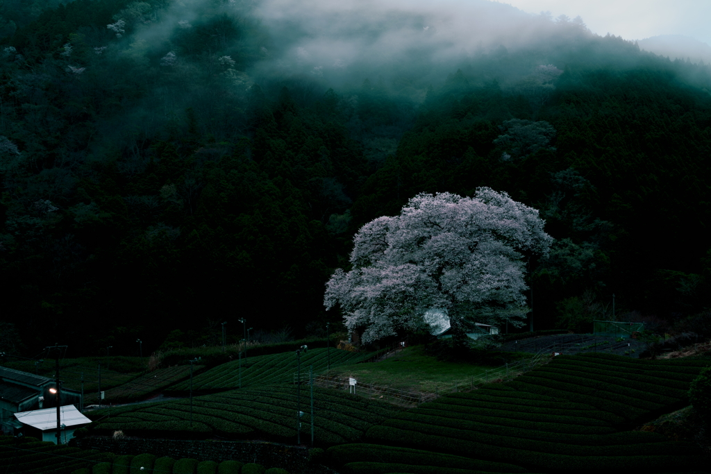 朝霧と桜