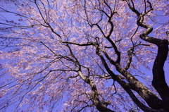 桜降る空