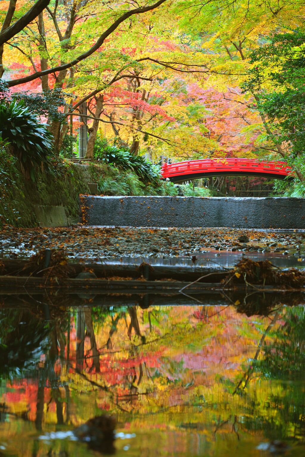 水面も紅葉