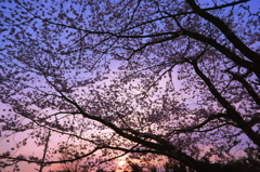 夜明けの桜