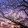 夜明けの桜