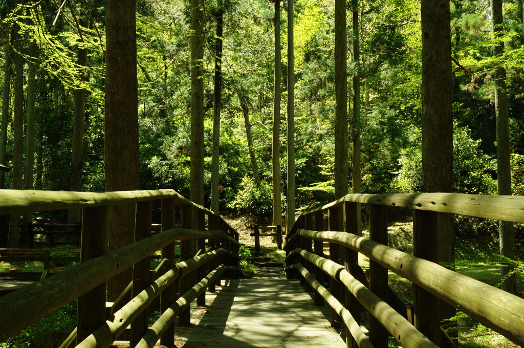 橋の向こうの森