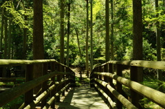 橋の向こうの森