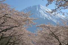 桜と富士