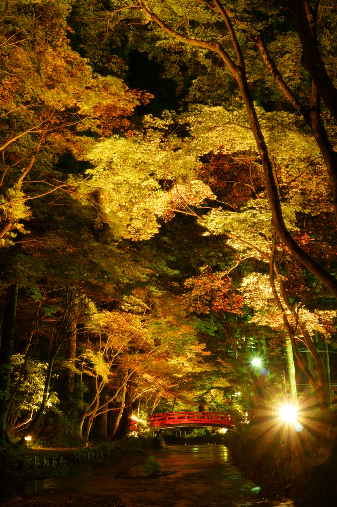 夜紅葉