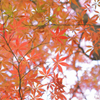 薄紅