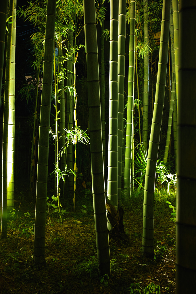照らされる竹