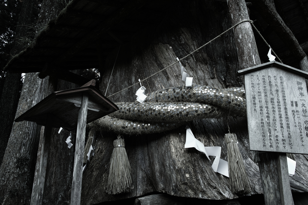 倒れても御神木