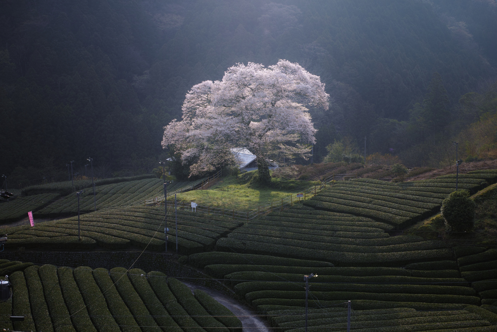 孤高