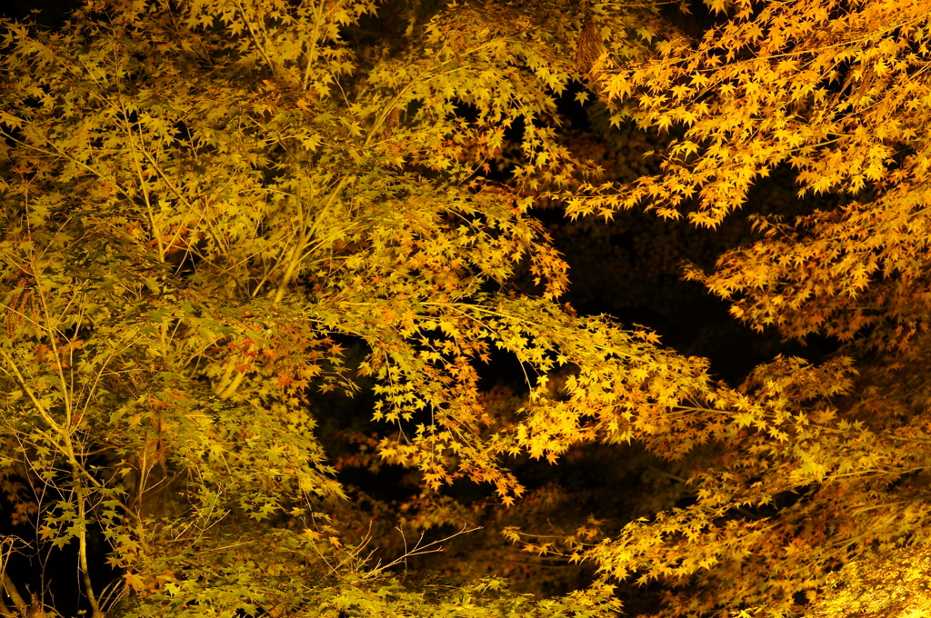 もみじ柄の夜。奥津渓ライトアップ