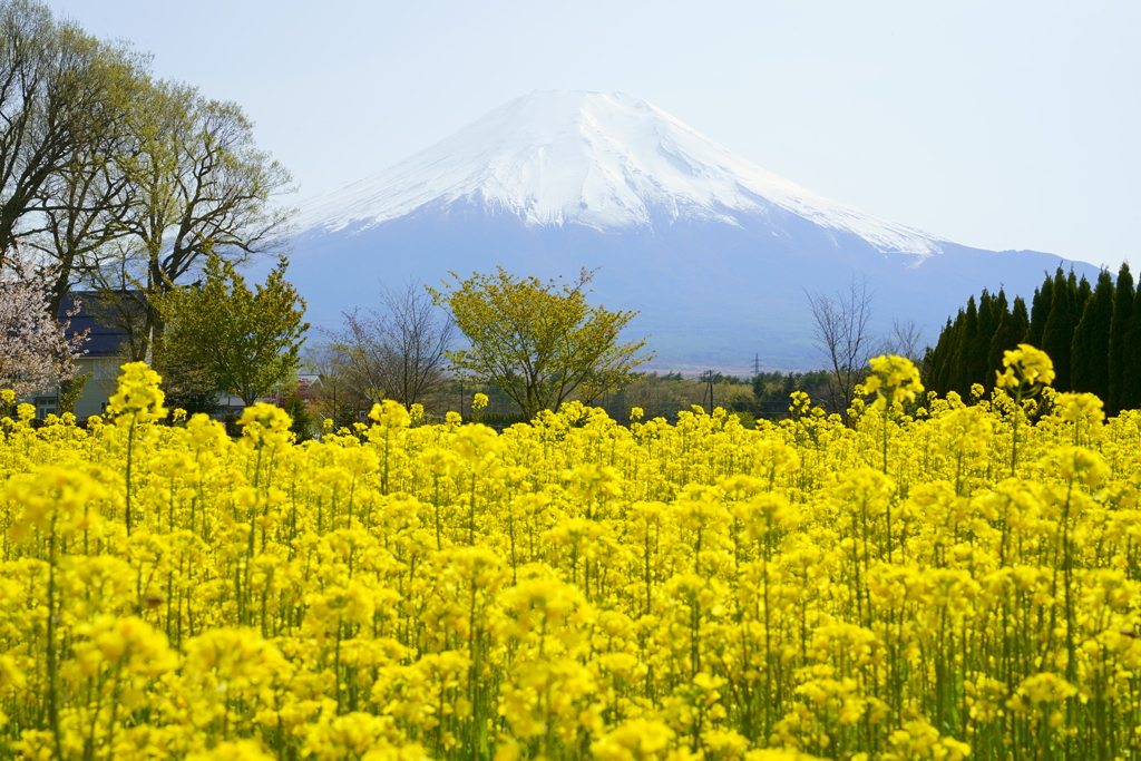 菜の花と