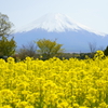 菜の花と