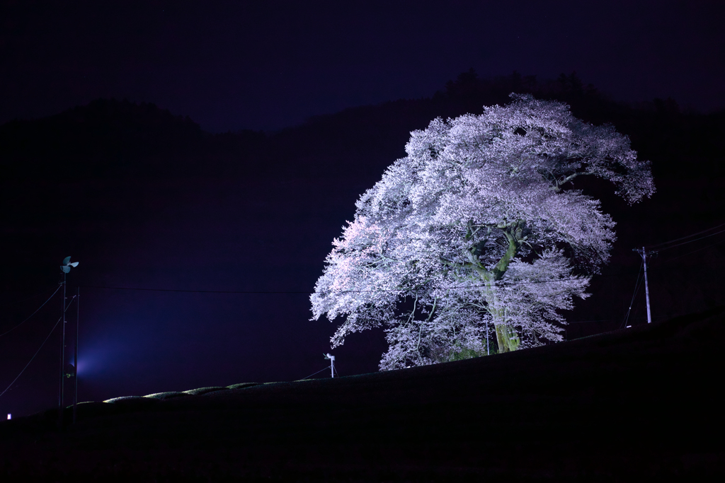 夜桜四部