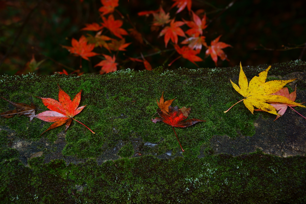 紅対黄