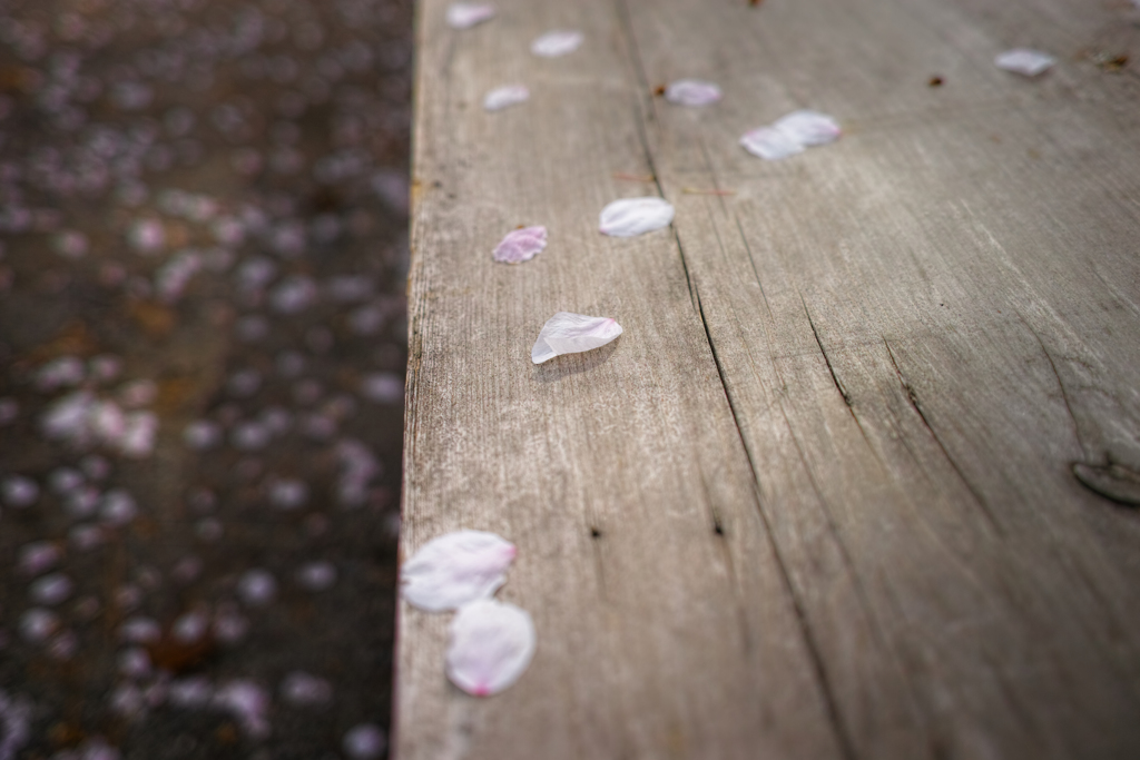 桜も終わり