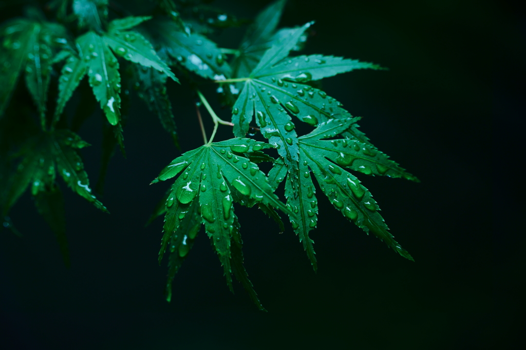 雨上がり１