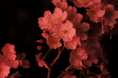 薄紅色の夜桜