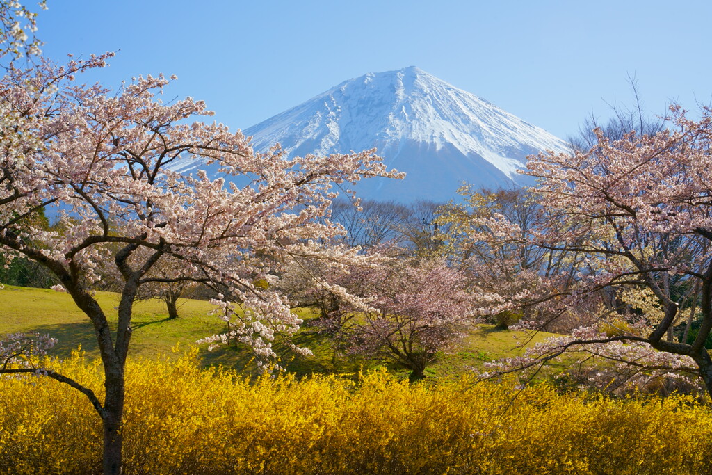 青と黄色と桜色