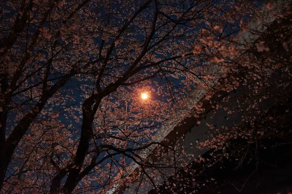 高架の街灯と桜