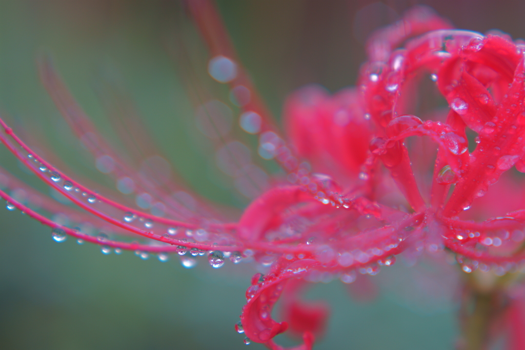 雨上がり
